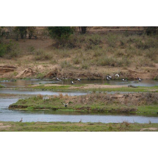 รูปถ่าย แอฟริกาใต้(South Africa) อุทยานแห่งชาติครูเกอร์(Kruger National Park) แม่น้ำครอกโคไดล์(Crocodile River) 2008-09 55