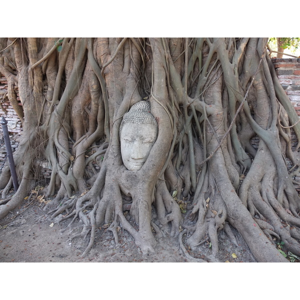 รูปถ่าย ไทย(Thailand) อยุธยา(Ayutthaya) 2011-12 11