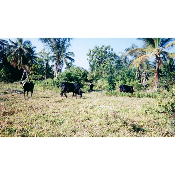รูปถ่าย มาดากัสการ์(Madagascar) 1999-10 28
