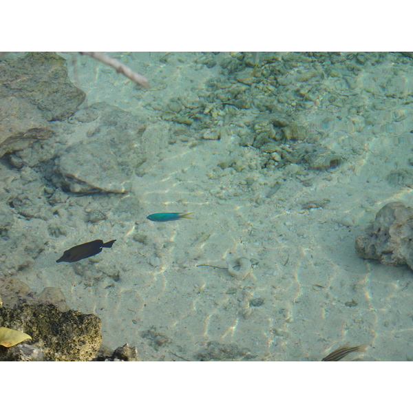 รูปถ่าย เฟรนช์โพลี่นีเซีย(Polynesia) โรงแรมเลอเมอริเดียน โบราโบรา(Meridien Bora Bora Hotel) 2006-04 46