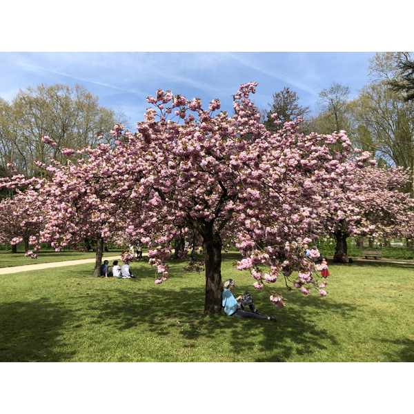 รูปถ่าย ฝรั่งเศส(France) สวนโซ(Parc de Sceaux) 2019-04 71