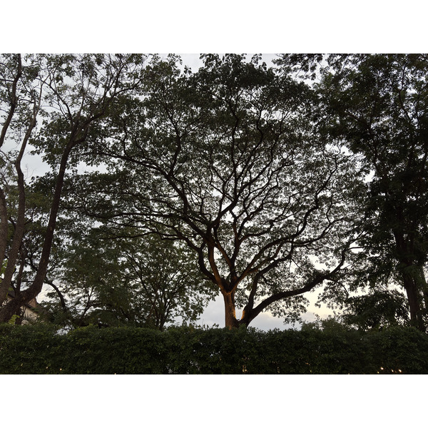 รูปถ่าย ไทย(Thailand) เชียงใหม่(Chiang Mai) 2024-12 64