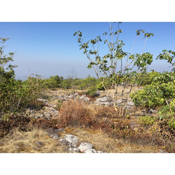 รูปถ่าย ไทย(Thailand) อุทยานแห่งชาติภูหินร่องกล้า(Phu Hin Rong Kla National Park) 2014-12 101