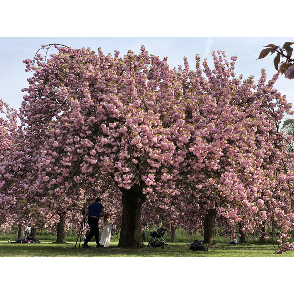 รูปถ่าย ฝรั่งเศส(France) สวนโซ(Parc de Sceaux) 2019-04 37