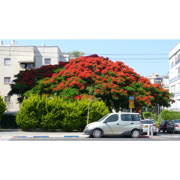 รูปถ่าย อิสราเอล(Israel) เทลอาวีฟ(Tel Aviv) ถนนจาบอตินสกี(Jabotinsky Street) 2007-06 6