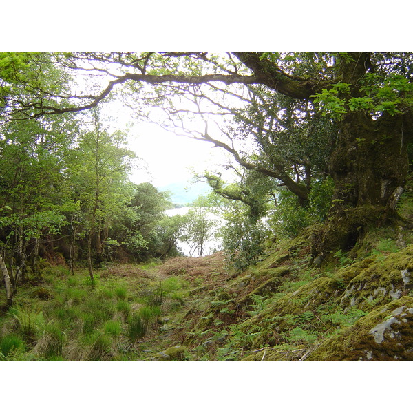 รูปถ่าย ไอร์แลนด์(Ireland) เคอร์รี่(Kerry) สวนสาธารณะคิลลาร์นีย์เนชั่นเนล(Killarney National Park) 2004-05 40