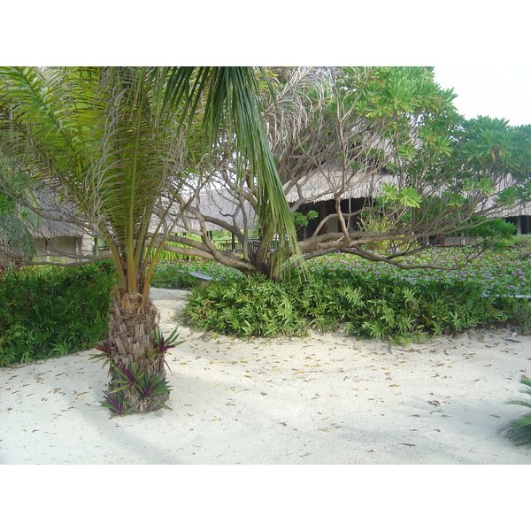 รูปถ่าย เฟรนช์โพลี่นีเซีย(Polynesia) โรงแรมเลอเมอริเดียน โบราโบรา(Meridien Bora Bora Hotel) 2006-04 136