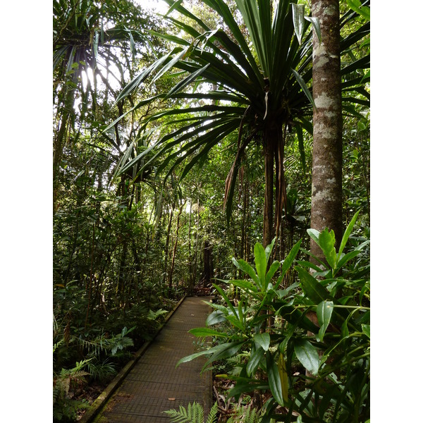 รูปถ่าย นิวแคลิโดเนีย(New Caledonia) อุทยานริเวียร์เบลอ(Parc de la Riviere Bleue) โรงแรมเลอกร็องกาโอรี(Le Grand Kaori) 2010-05 11