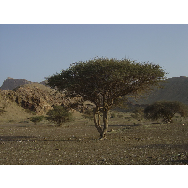 รูปถ่าย โอมาน(Oman) จากบูไมิไปถนนมาฮาดา(Buraimi to Mahada road) 2005-03 8
