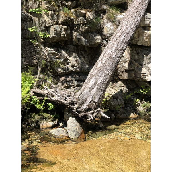รูปถ่าย ฝรั่งเศส(France) คอร์สิคา(Corsica) ป่าไอโตเน(Aitone Forest) 2021-06 45