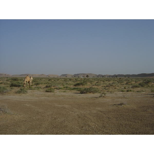 รูปถ่าย โอมาน(Oman) จากบูไมิไปถนนมาฮาดา(Buraimi to Mahada road) 2005-03 44