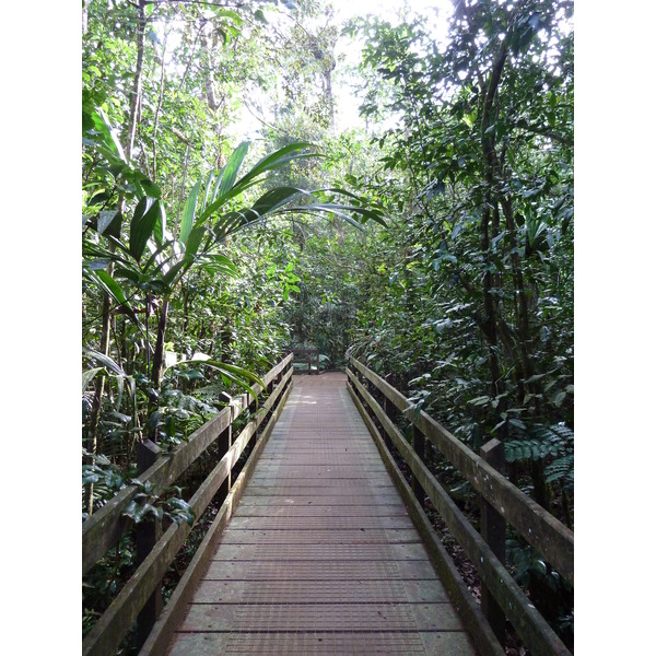 รูปถ่าย นิวแคลิโดเนีย(New Caledonia) อุทยานริเวียร์เบลอ(Parc de la Riviere Bleue) โรงแรมเลอกร็องกาโอรี(Le Grand Kaori) 2010-05 36
