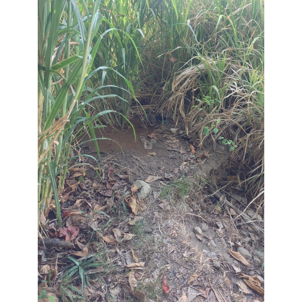 รูปถ่าย คอสตาริกา(Costa Rica) โดมินิกัล(Dominical) 2015-03 83