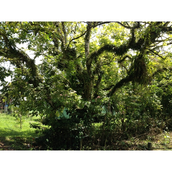 รูปถ่าย คอสตาริกา(Costa Rica) 2015-03 68