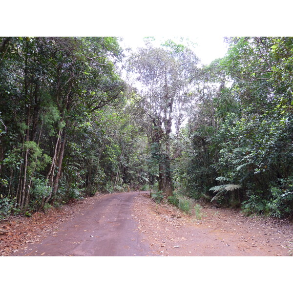 รูปถ่าย นิวแคลิโดเนีย(New Caledonia) อุทยานริเวียร์เบลอ(Parc de la Riviere Bleue) 2010-05 5