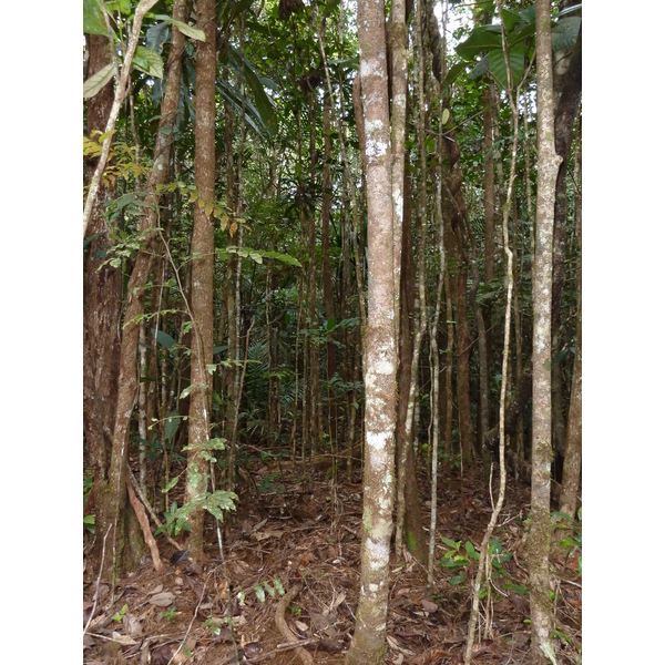 รูปถ่าย นิวแคลิโดเนีย(New Caledonia) อุทยานริเวียร์เบลอ(Parc de la Riviere Bleue) 2010-05 9