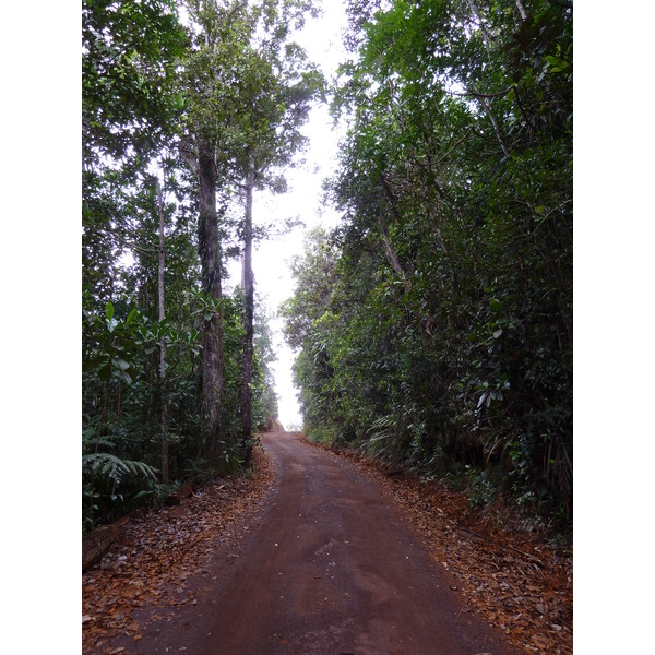 รูปถ่าย นิวแคลิโดเนีย(New Caledonia) อุทยานริเวียร์เบลอ(Parc de la Riviere Bleue) 2010-05 18