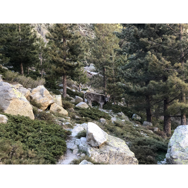 รูปถ่าย ฝรั่งเศส(France) คอร์สิคา(Corsica) ทะเลสาบเมโลและกาปีเตลโล(Lac de Melo et Capitello) 2021-06 94