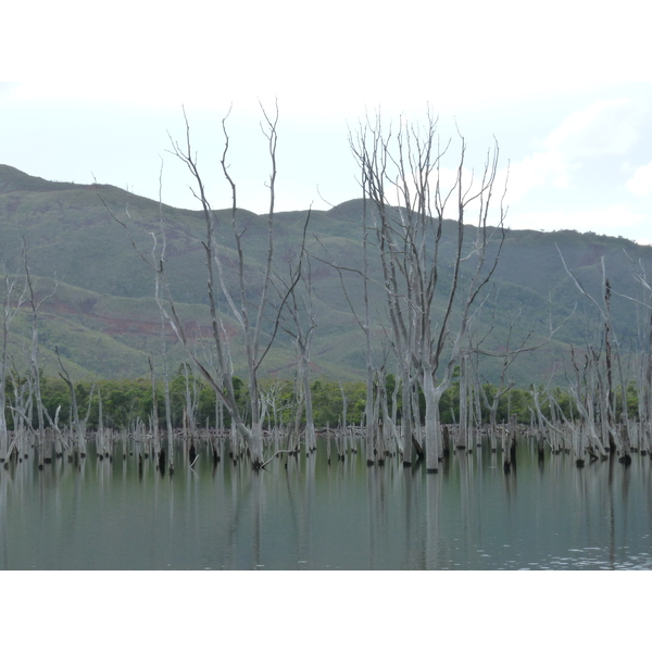 รูปถ่าย นิวแคลิโดเนีย(New Caledonia) อุทยานริเวียร์เบลอ(Parc de la Riviere Bleue) 2010-05 0