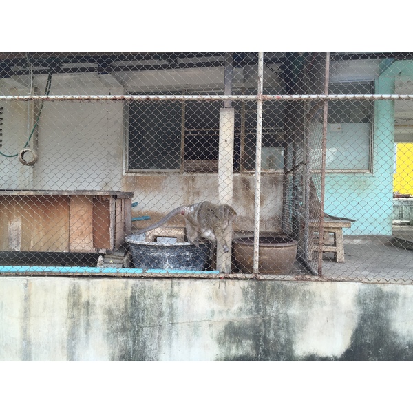 รูปถ่าย ไทย(Thailand) หัวหิน(Hua hin) 2016-01 4