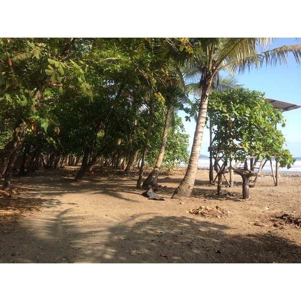 รูปถ่าย คอสตาริกา(Costa Rica) โดมินิกัล(Dominical) 2015-03 128