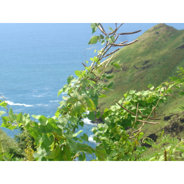 รูปถ่าย เฟรนช์โพลี่นีเซีย(Polynesia) หมู่เกาะมาร์เคซัส(Marquises) 2006-04 88