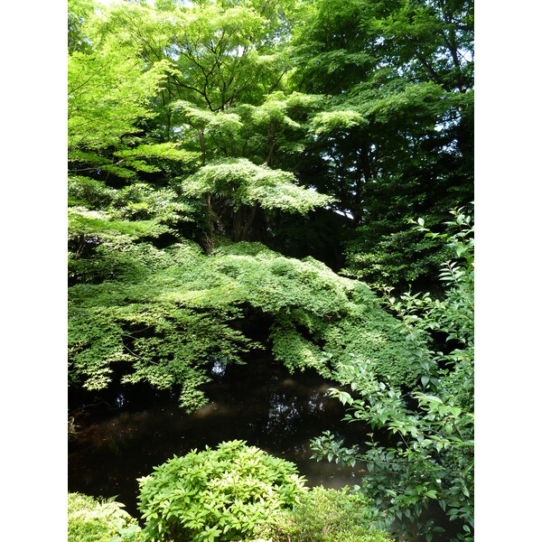 รูปถ่าย ญี่ปุ่น(Japan) โตเกียว(Tokyo) พิพิธภัณฑ์เนซุ(Nezu Museum) 2010-06 26