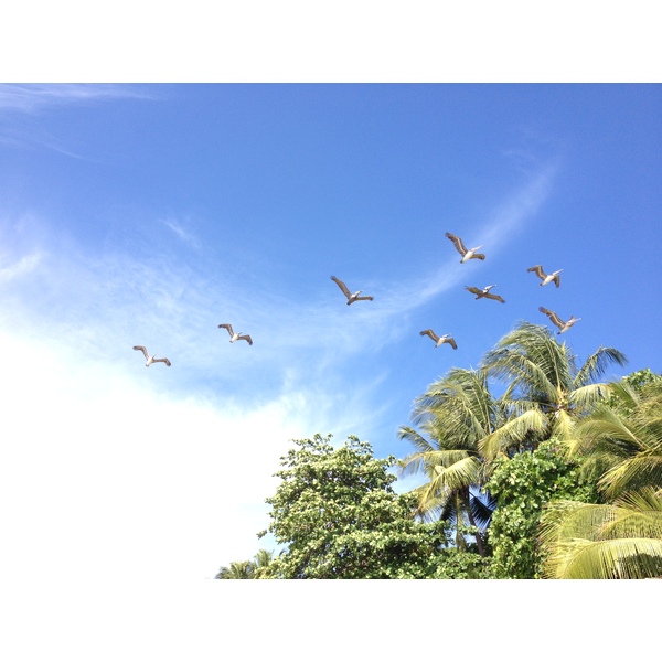 รูปถ่าย คอสตาริกา(Costa Rica) มอนเตซูมา(Montezuma) 2015-03 503