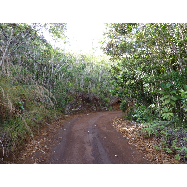 รูปถ่าย นิวแคลิโดเนีย(New Caledonia) อุทยานริเวียร์เบลอ(Parc de la Riviere Bleue) 2010-05 132