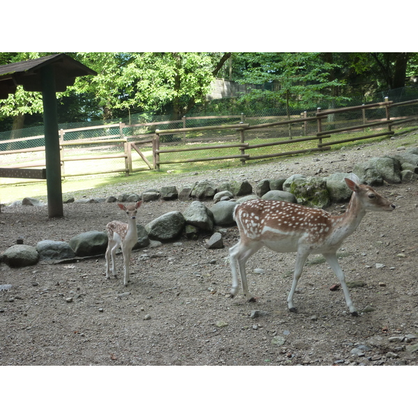 รูปถ่าย อิตาลี(Italy) วิลลาปัลลาวีชีโน(Villa Pallavicino) 2009-06 35