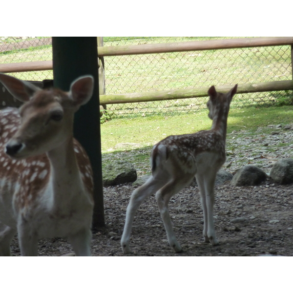 รูปถ่าย อิตาลี(Italy) วิลลาปัลลาวีชีโน(Villa Pallavicino) 2009-06 40