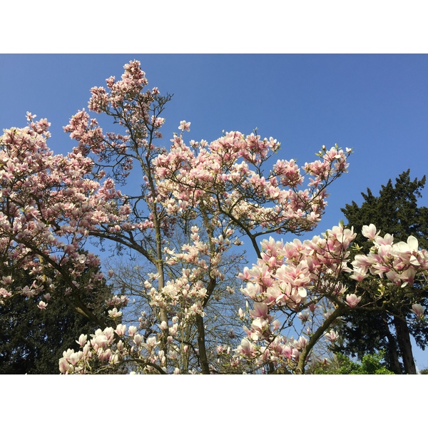 รูปถ่าย ฝรั่งเศส(France) ปารีส(Paris) บากาแตล(Bagatelles) 2017-03 23