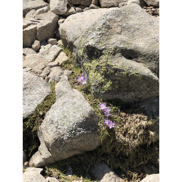 รูปถ่าย ฝรั่งเศส(France) คอร์สิคา(Corsica) ทะเลสาบเมโลและกาปีเตลโล(Lac de Melo et Capitello) 2021-06 271