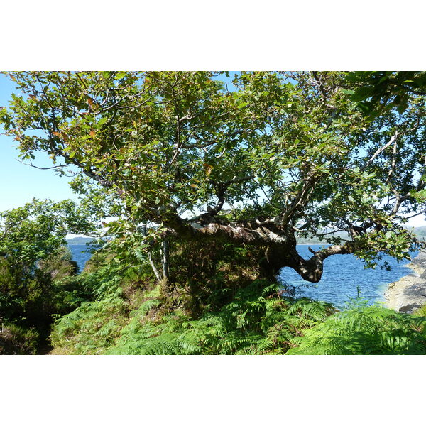 รูปถ่าย อังกฤษ(United Kingdom) สกอตแลนด์(Scotland) เซเลน(Salen) 2011-07 100