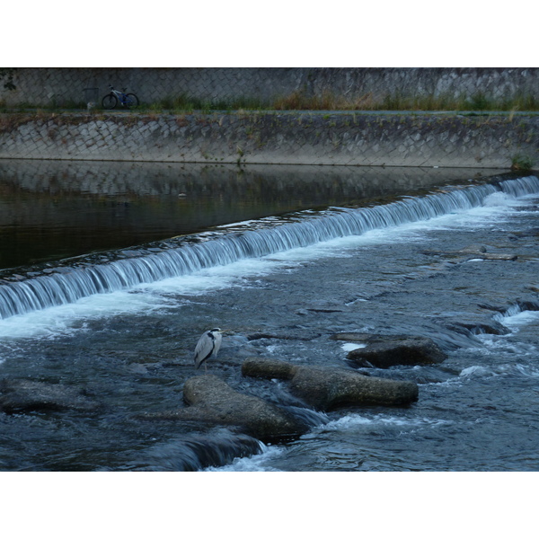 รูปถ่าย ญี่ปุ่น(Japan) เกียวโต(Kyoto) แม่น้ำคาโมะ(Kamo River) 2010-06 41