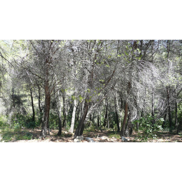 รูปถ่าย ฝรั่งเศส(France) ลาโกด(La Gaude) 2007-07 113