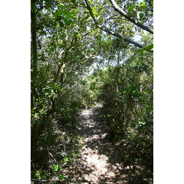 รูปถ่าย ฝรั่งเศส(France) เกาะปอร์เกอรอล(Porquerolles Island) แหลมเลอแก็ง(Pointe du Lequin) 2008-05 47