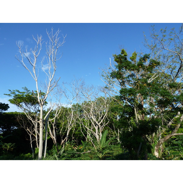 รูปถ่าย ฟิจิ(Fiji) ถนนจากนาดีไปซิงกาโตกา(Nadi to Sigatoka road) 2010-05 6