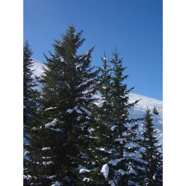 รูปถ่าย ออสเตรีย(Austria) คิทซ์บูเฮล(Kitzbuhel) สกี(Ski) 2005-03 59