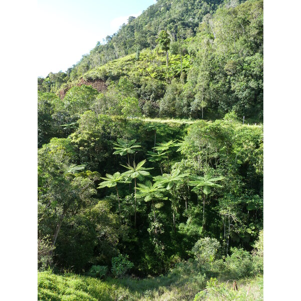 รูปถ่าย นิวแคลิโดเนีย(New Caledonia) ถนนจากกานาลาไปลาฟัว(Canala to La Foa road) 2010-05 53