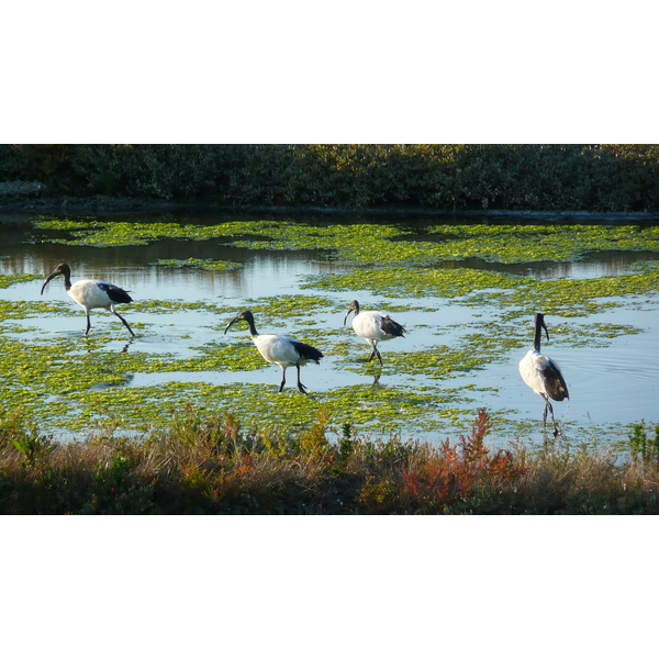 รูปถ่าย ฝรั่งเศส(France) เกรองเดอ(Guerande) นาเกลือ(Les marais salants) 2007-08 17