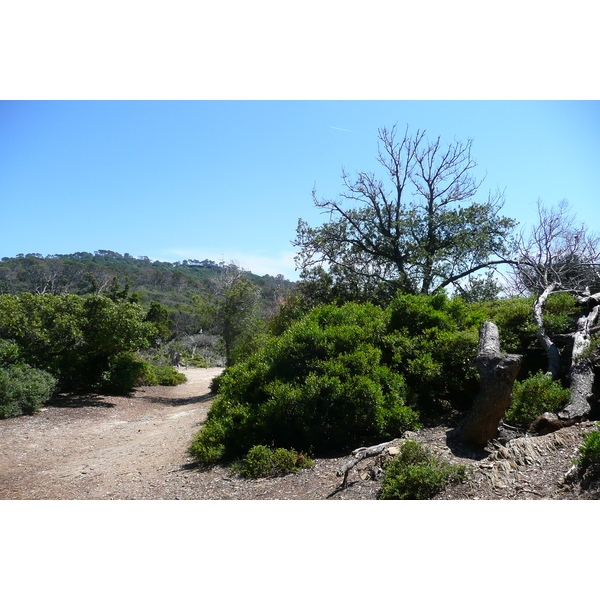 รูปถ่าย ฝรั่งเศส(France) เกาะปอร์เกอรอล(Porquerolles Island) แหลมเลอแก็ง(Pointe du Lequin) 2008-05 46