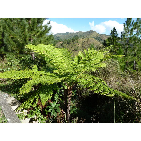รูปถ่าย นิวแคลิโดเนีย(New Caledonia) ถนนจากกานาลาไปลาฟัว(Canala to La Foa road) 2010-05 3