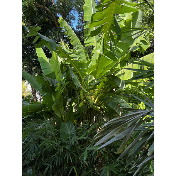 รูปถ่าย ไทย(Thailand) ภูเก็ต(Phuket) หาดกะตะ(Kata Beach) กะตะการ์เด้นรีสอร์ต(Kata Garden Resort) 2021-12 18