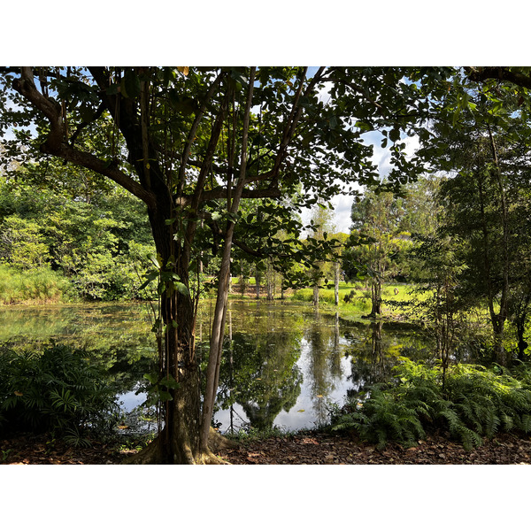 รูปถ่าย สิงคโปร์(Singapore) สวนพฤกษศาสตร์สิงคโปร์(Singapore Botanic Gardens) 2023-01 85