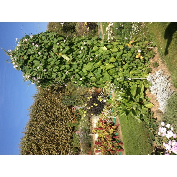 รูปถ่าย ฝรั่งเศส(France) ปารีส(Paris) สวนพันธ์ุพืช(Jardin des Plantes) 2014-09 20