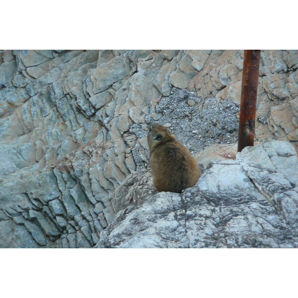 รูปถ่าย แอฟริกาใต้(South Africa) เฮอร์มานัส(Harmanus) 2008-09 241