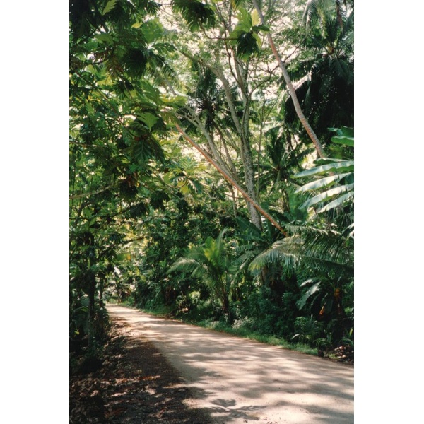 รูปถ่าย เฟรนช์โพลี่นีเซีย(Polynesia) 1993-04 45
