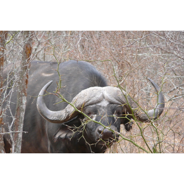 รูปถ่าย แอฟริกาใต้(South Africa) อุทยานแห่งชาติครูเกอร์(Kruger National Park) แม่น้ำซาเบิล(Sable River) 2008-09 2