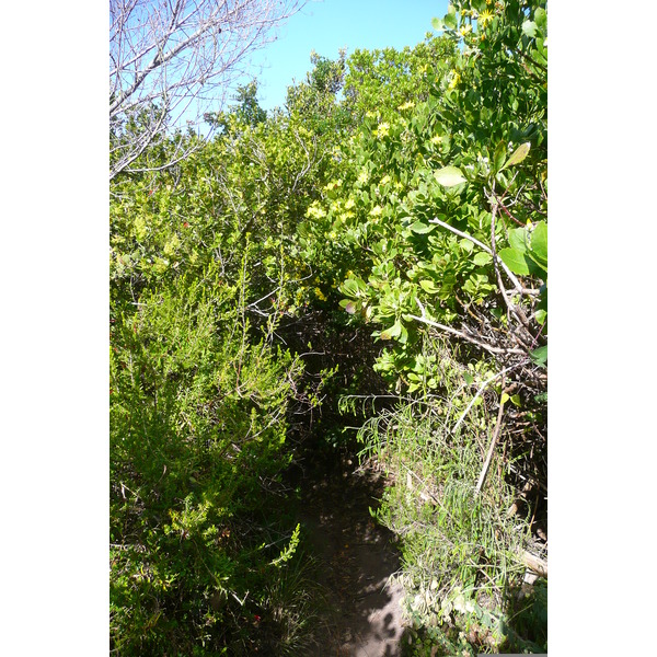 รูปถ่าย แอฟริกาใต้(South Africa) ไนส์นาเฮดส์(Knysna Heads) 2008-09 34